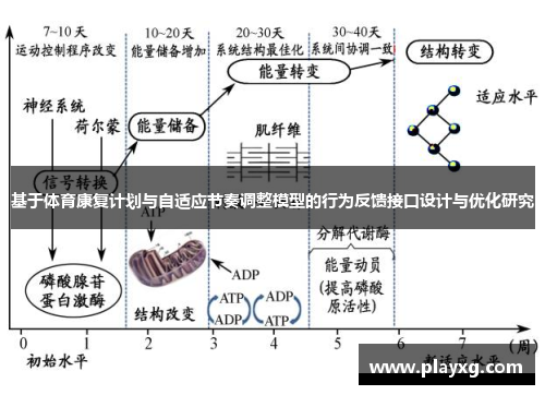 基于体育康复计划与自适应节奏调整模型的行为反馈接口设计与优化研究